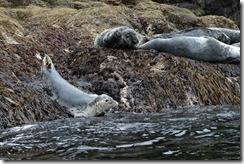 Kayaking Shetland, epic adventure